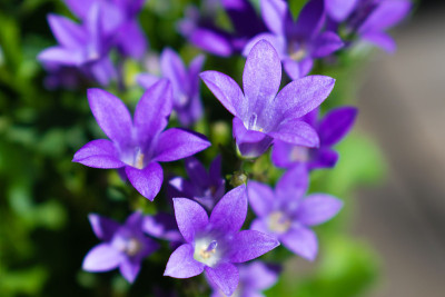 风铃花近距离开花。花园里的紫色风铃花(风铃草)