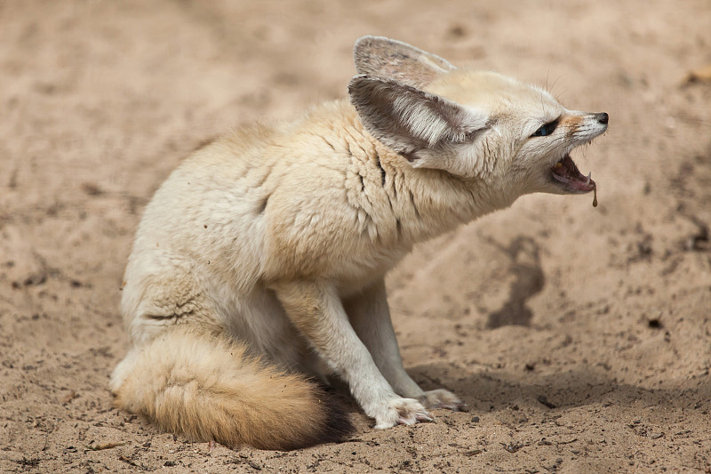 芬内克·福克斯(Vulpes zerda)。