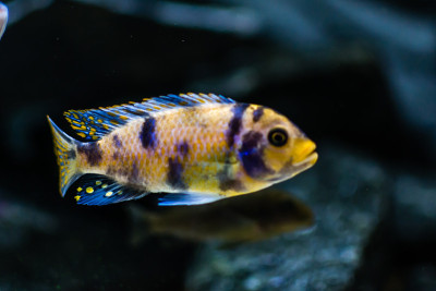 metriaclima estherae