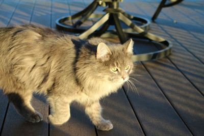 灰色毛茸茸的猫在甲板上散步