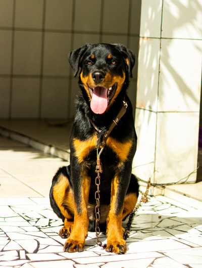训练德国血统的罗特韦尔犬