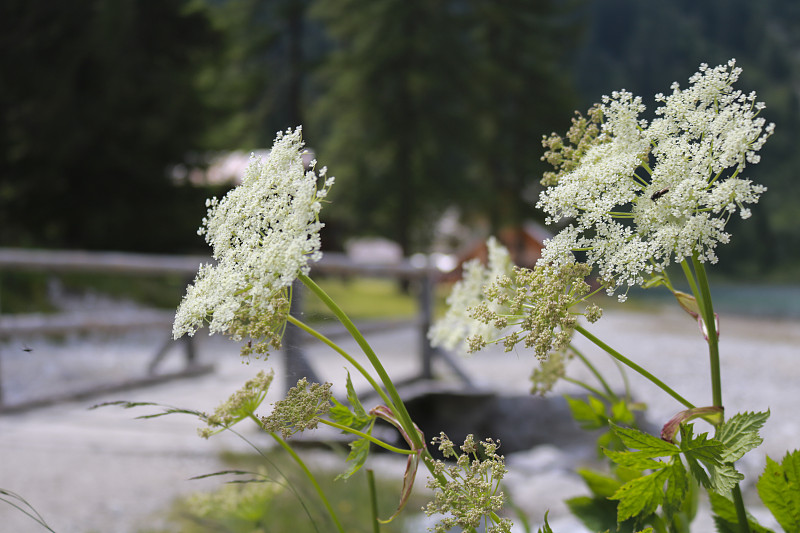 小路上一朵白花的特写