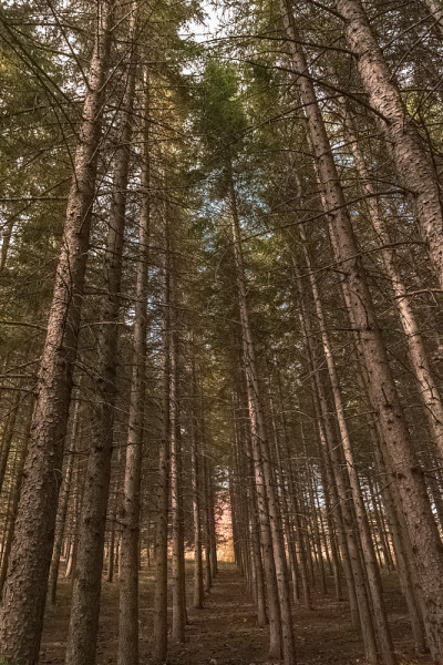 秋天山林的特写镜头。