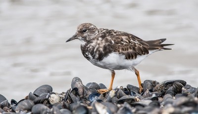 海岸上的Turnstone