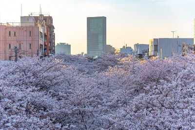 日本东京目黑河的樱花盛开季节