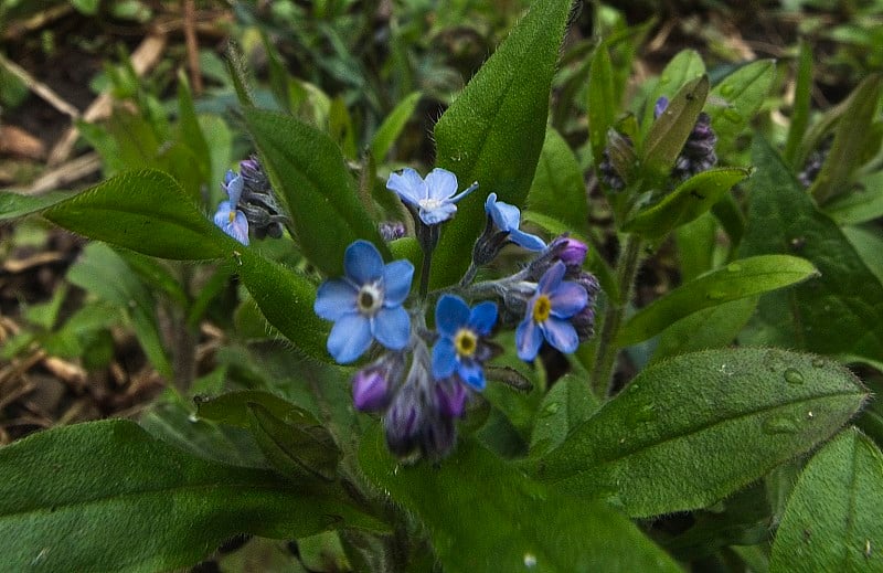 小的花