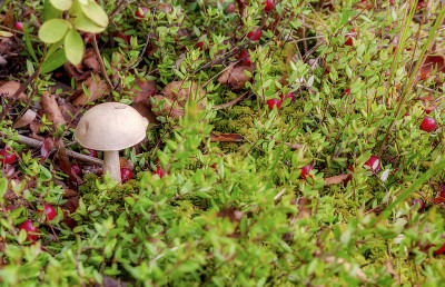 蘑菇podberezovik蔓越莓景观