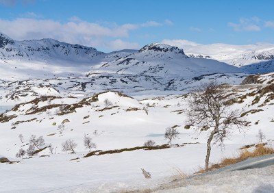 Haukelifjell，位于挪威南部Vinje和Røldal之间的Hardangervidda国家