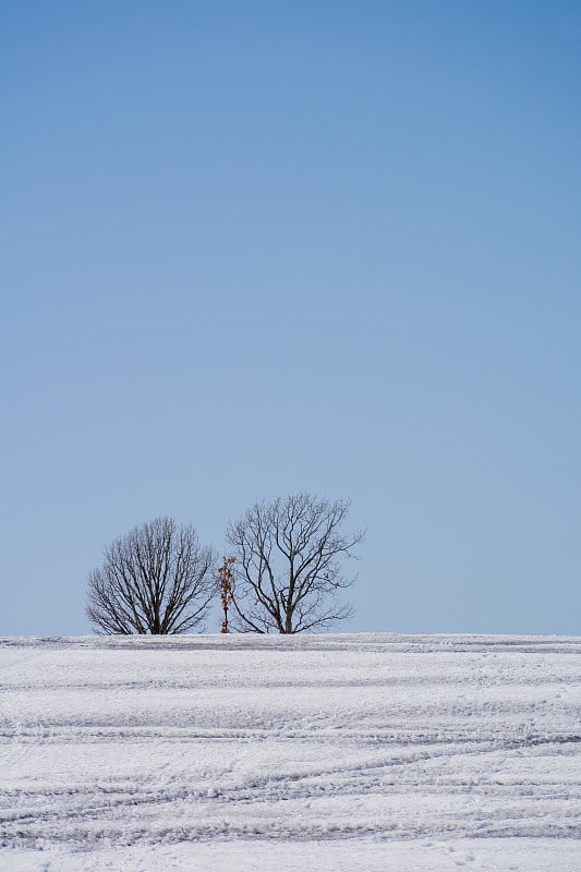 雪地上洒着融雪剂和小树