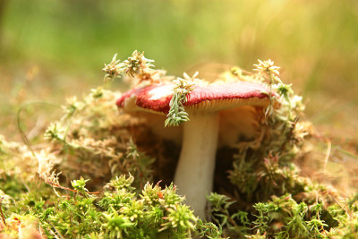 在阳光照耀下的森林里，一个红菇从苔藓中生长出来。