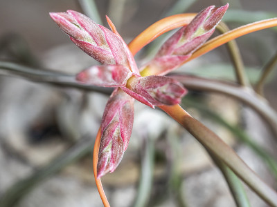 花的细节