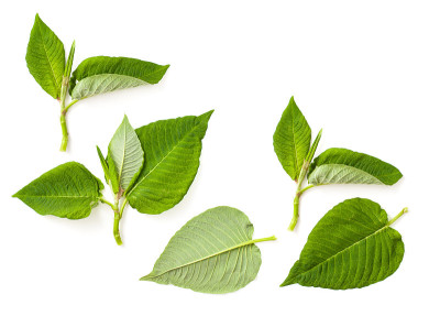 Kratom speciosa Mitragyna叶子在白色的背景上