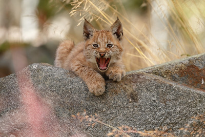 猞猁和幼崽
