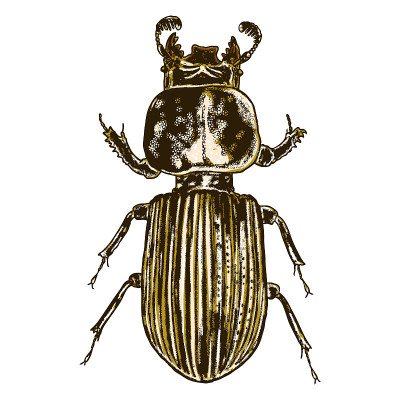 Color insects beetle bug. Colourful species in vin