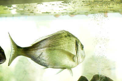 水族馆里的食人鱼，就在水面以下
