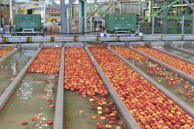 在食品工厂运输新鲜收获的苹果以供出售