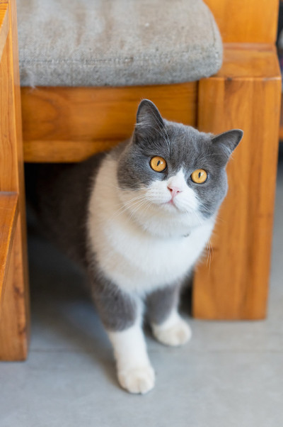 可爱的英国短毛猫，室内拍摄