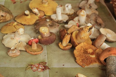 蘑菇在锅里