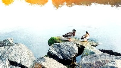 绿头鸭