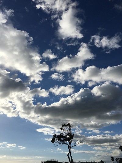 大天空，树上有云