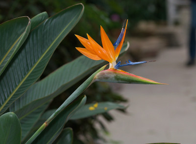 Strelitzia reginae