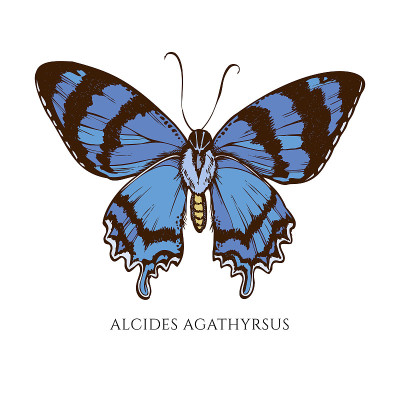 矢量集手绘彩色alcides agathyrus