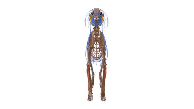 尺侧腕伸肌犬肌解剖医学概念3D