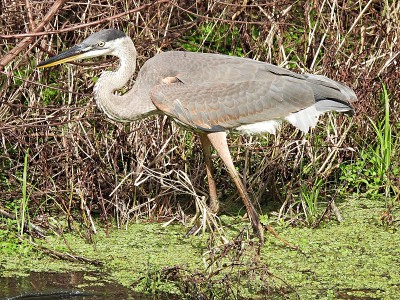 大蓝鹭(Ardea herodias)在湿地