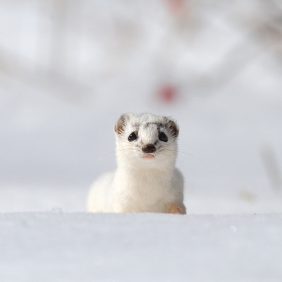雪中最少黄鼠狼的正面肖像