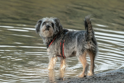 海滩上的一只灰色小猎犬走进了湖里