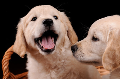 漂亮的拉布拉多寻回犬