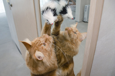 一只红色大理石缅因长毛猫站在镜子旁边玩玩具
