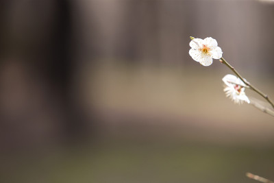 洋李;花