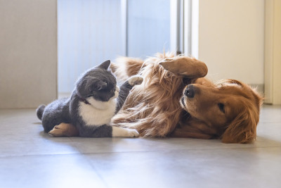 英国短毛犬和金毛猎犬嬉戏