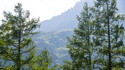 以山峰为背景的松林。山谷旅游