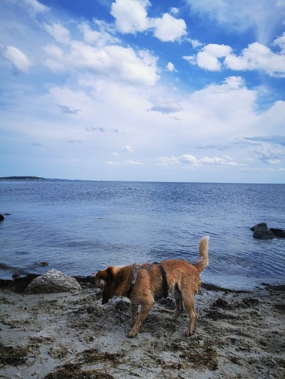 海滩上的澳大利亚牧牛犬