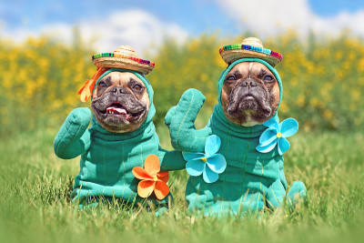 有趣的狗的服装。法国斗牛犬装扮仙人掌植物万圣节的狗服装