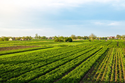 乌克兰南部马铃薯田的美丽乡村景观。Agroindustry和农业综合企业。有机农业。第一次收获土豆种