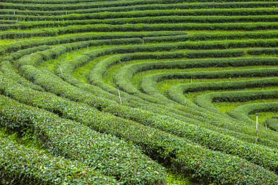 泰国的茶园。