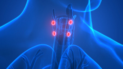 人体腺体甲状旁腺解剖学
