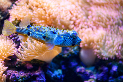 鱼类Diodon长刺刺猬鱼在海洋水族馆。(Diodon holocanthus)