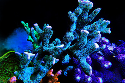 蒙提波拉SPS珊瑚在珊瑚礁水族馆缸