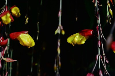 美丽花朵珠宝鞋