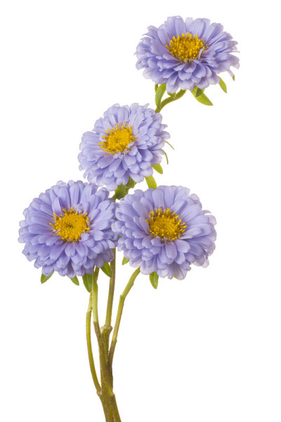 翠菊