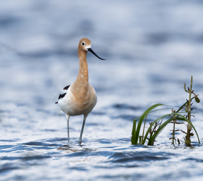美国Avocet
