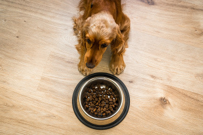 饥饿的可卡犬和一碗颗粒