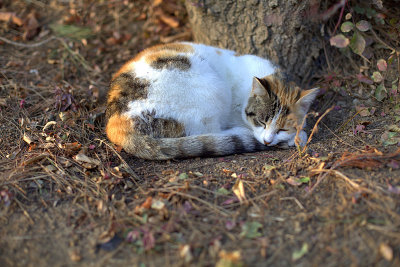 猫