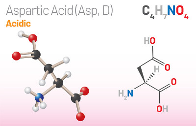 天冬氨酸(Asp, D)氨基酸分子。(化学公式C4H7NO4)