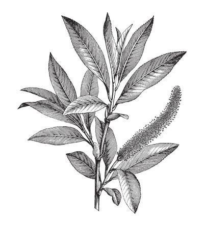 裂柳(Salix fragilis)雄枝-复古雕刻插图