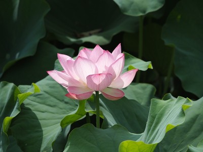 莲花